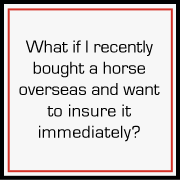 What if I recently bought a horse overseas and want to insure it immediately?